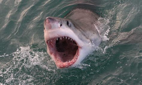 104.3 the shark south florida.